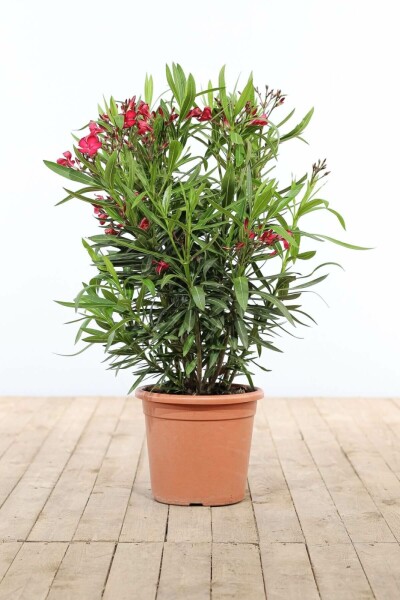 Nérion laurier-rose Nerium oleander Arbuste 80-100 Pot Laurier Rose / Nerium Oleander Arbuste 80-100 cm