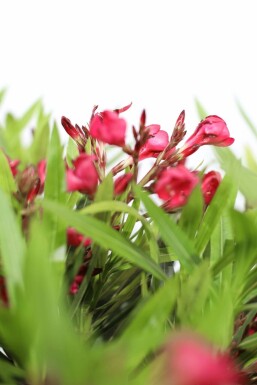 Nérion laurier-rose Nerium oleander Arbuste 80-100 Pot