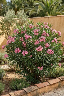 Laurier Rose / Nerium Oleander Arbuste 80-100 cm
