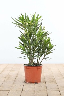 Laurier Rose / Nerium Oleander Arbuste 50-60 cm