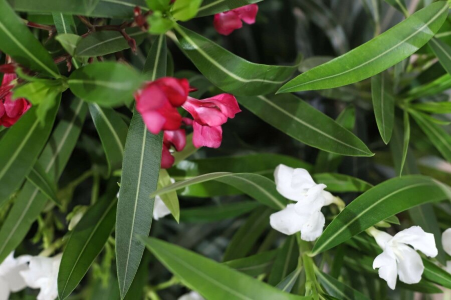 Nérion laurier-rose Nerium oleander Arbuste 50-60 Pot Laurier Rose / Nerium Oleander Arbuste 50-60 cm