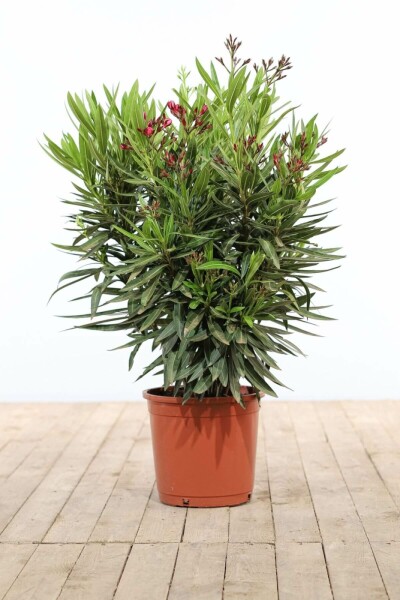 Laurier Rose / Nerium Oleander Arbuste 70-80 cm