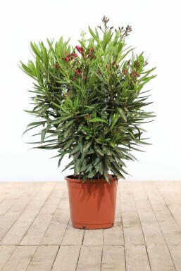 Laurier Rose / Nerium Oleander Arbuste 70-80 cm