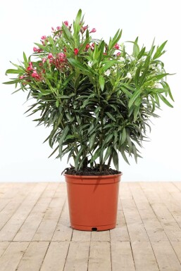 Nérion laurier-rose Nerium oleander Arbuste 80-100 Pot