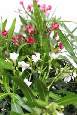 Laurier Rose / Nerium Oleander Arbuste 80-100 cm