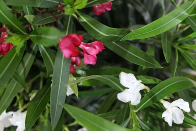 Laurier Rose / Nerium Oleander Arbuste 80-100 cm