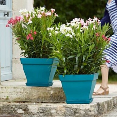 Nérion laurier-rose Nerium oleander Arbuste 80-100 Pot Laurier Rose / Nerium Oleander Arbuste 80-100 cm