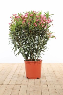 Laurier Rose / Nerium Oleander Arbuste 100-120 cm