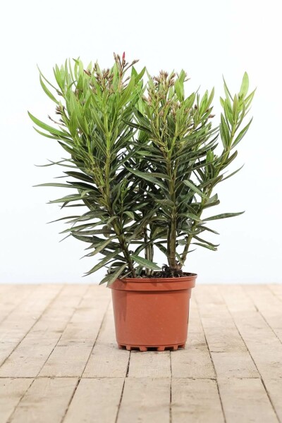 Laurier Rose / Nerium Oleander Arbuste 50-60 cm
