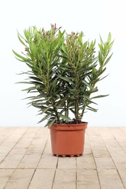 Laurier Rose / Nerium Oleander Arbuste 50-60 cm
