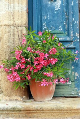 Laurier Rose / Nerium Oleander Arbuste 50-60 cm