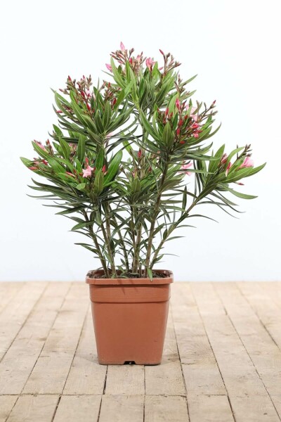 Laurier Rose / Nerium Oleander Arbuste 70-80 cm