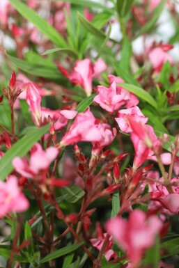 Nérion laurier-rose Nerium oleander Arbuste 70-80 Pot