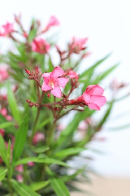 Nérion laurier-rose Nerium oleander Arbuste 70-80 Pot