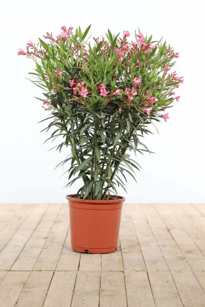 Laurier Rose / Nerium Oleander Arbuste 80-100 cm