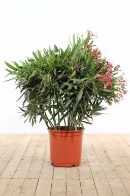 Laurier Rose / Nerium Oleander Arbuste 100-120 cm