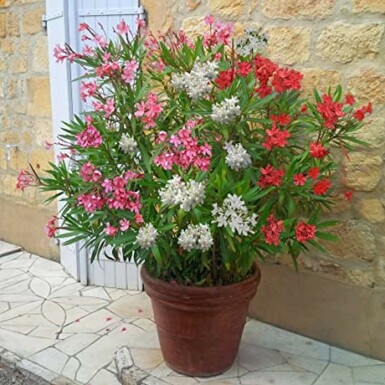 Nérion laurier-rose Nerium oleander Arbuste 100-120 Pot Laurier Rose / Nerium Oleander Arbuste 100-120 cm