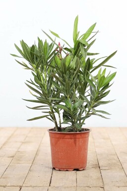 Laurier Rose / Nerium Oleander Arbuste 50-60 cm