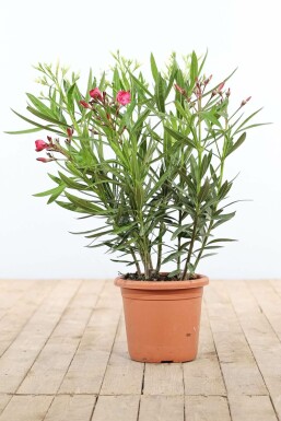 Laurier Rose / Nerium Oleander Arbuste 70-80 cm