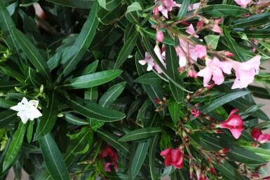 Laurier Rose / Nerium Oleander Arbuste 70-80 cm