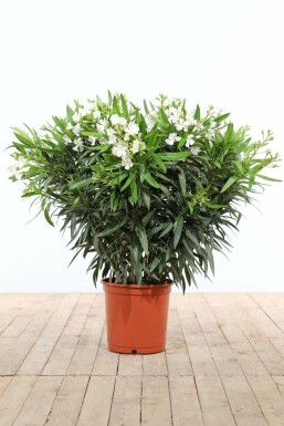 Laurier Rose / Nerium Oleander Arbuste 100-120 cm