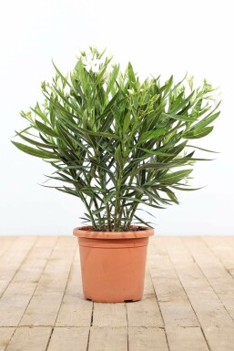 Laurier Rose / Nerium Oleander Arbuste 70-80 cm