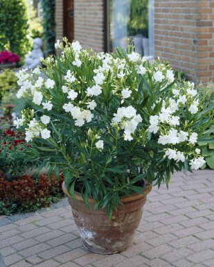 Nérion laurier-rose Nerium oleander Arbuste 70-80 Pot Laurier Rose / Nerium Oleander Arbuste 70-80 cm