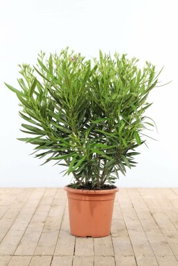 Laurier Rose / Nerium Oleander Arbuste 80-100 cm