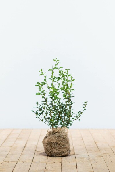 Osmanthe / Osmanthus Burkwoodii 30-40 cm