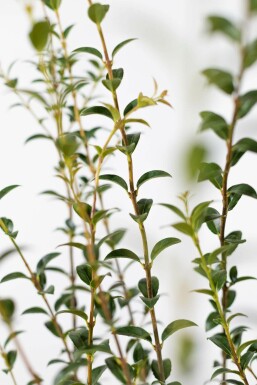 Osmanthe / Osmanthus Burkwoodii 30-40 cm