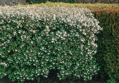 Osmanthe / Osmanthus Burkwoodii 30-40 cm
