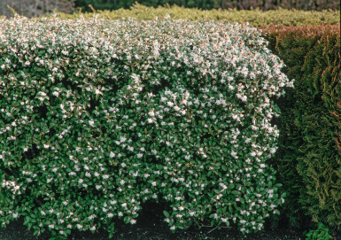 Osmanthe de burkwood Osmanthus × burkwoodii Haie 30-40 Pot
