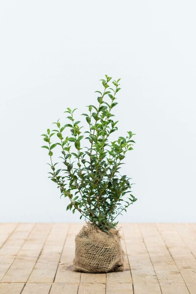 Osmanthe / Osmanthus Burkwoodii 40-60 cm
