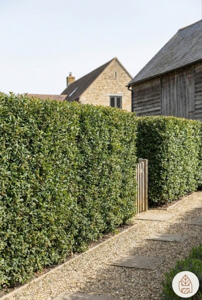 Osmanthe / Osmanthus Burkwoodii 40-60 cm
