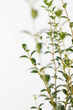 Osmanthe de burkwood Osmanthus × burkwoodii Haie 40-60 Pot