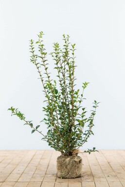 Osmanthe / Osmanthus Burkwoodii 60-80 cm