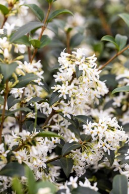 Osmanthe / Osmanthus Burkwoodii 80-100 cm - Motte