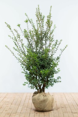 Osmanthe / Osmanthus Burkwoodii 125-150 cm