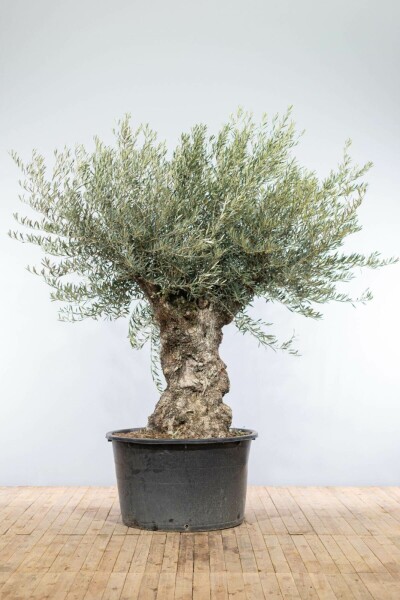 L'Olivier / Olea Europaea bonsai