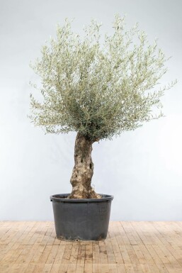 L'Olivier / Olea Europaea bonsai