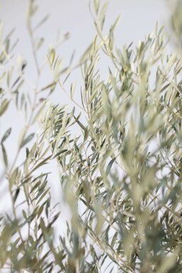 Olivier d'Europe Olea europaea Bonsaï 30-40 175-200 Pot L'Olivier / Olea Europaea bonsai 175-200 cm