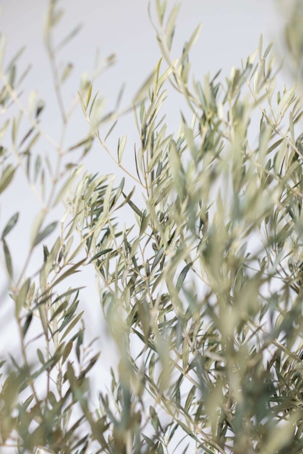 Olivier d'Europe Olea europaea Bonsaï 40-60 175-200 Pot L'Olivier / Olea Europaea bonsai 175-200 cm