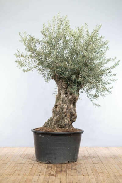 L'Olivier / Olea Europaea bonsai 200-225 cm