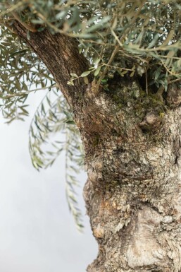 L'Olivier / Olea Europaea bonsai 200-225 cm
