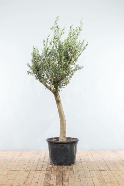 L'Olivier / Olea Europaea Noueux et ramifié 175-200 cm