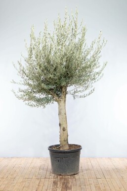 L'Olivier / Olea Europaea Noueux et ramifié 200-225 cm