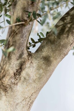 L'Olivier / Olea Europaea Noueux et ramifié 200-225 cm
