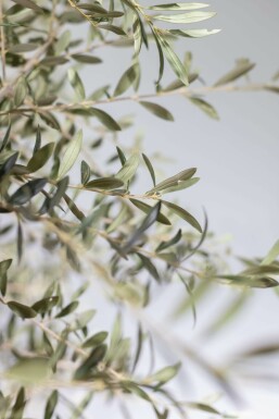 L'Olivier / Olea Europaea Noueux et ramifié 200-225 cm