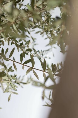 L'Olivier / Olea Europaea Noueux et ramifié 200-225 cm