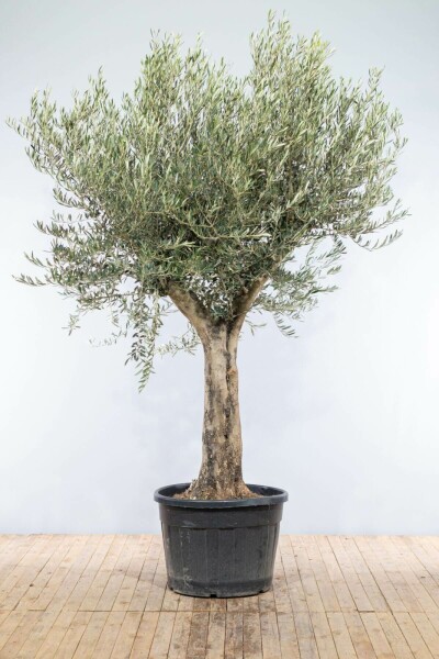 L'Olivier / Olea Europaea Noueux et ramifié Old Skin 175-200 cm